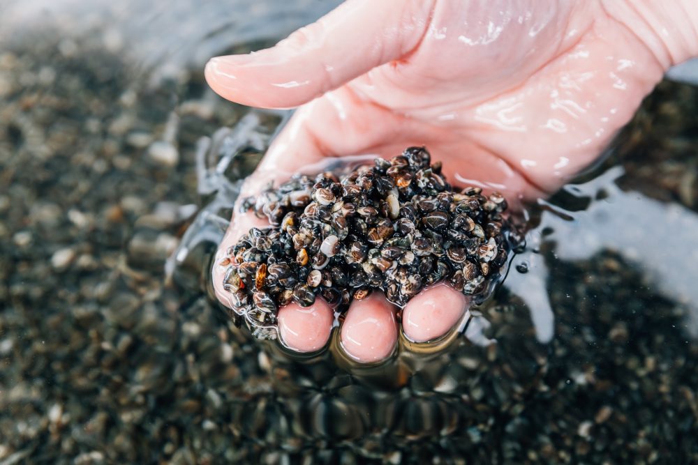 Acquacoltura Biologica di molluschi | Finittica: lavorazione e vendita di molluschi bivalvi vivi
