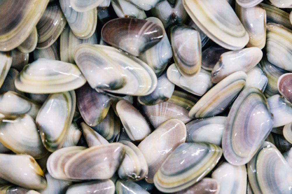 Telline | Finittica: lavorazione e vendita di molluschi bivalvi vivi