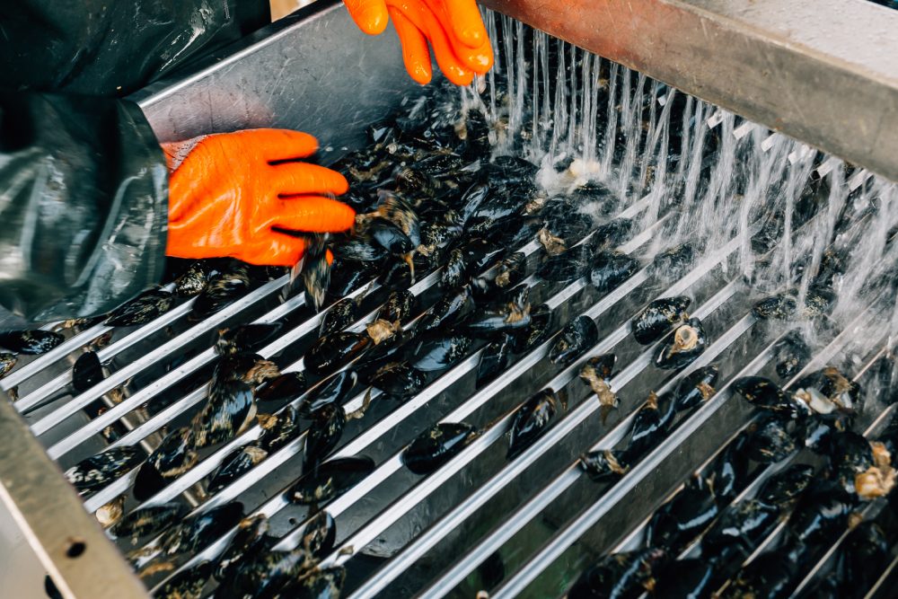Raccolta e selezione cozze a Goro | Finittica: lavorazione e vendita di molluschi bivalvi vivi