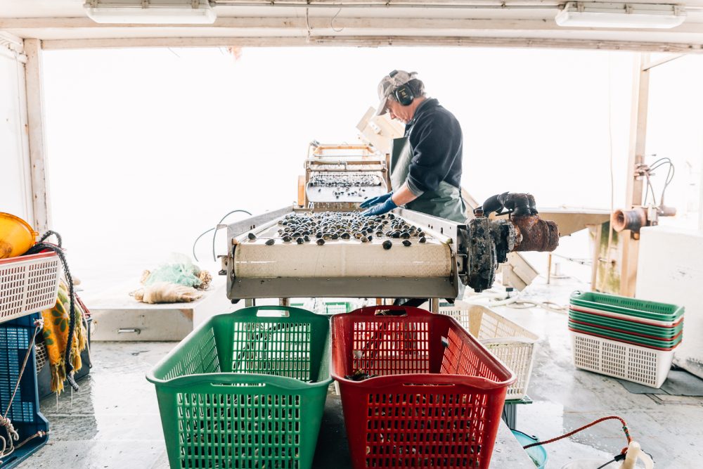 Processo di raccolta e selezione di vongole a Goro | Finittica: lavorazione e vendita di molluschi bivalvi vivi